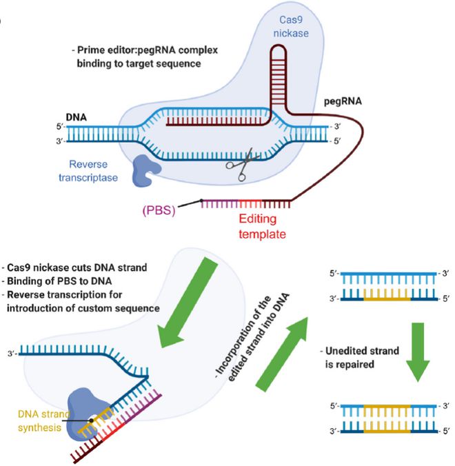 Cell｜CRISPR基因編輯技術(shù)的過(guò)去、現(xiàn)在和未來(lái)(圖5)