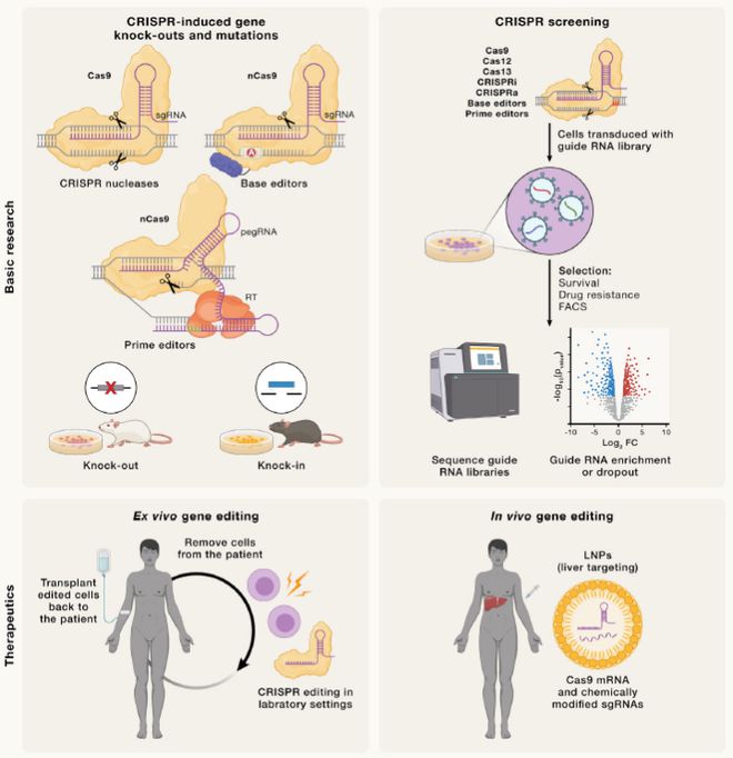 Cell｜CRISPR基因編輯技術(shù)的過(guò)去、現(xiàn)在和未來(lái)(圖6)