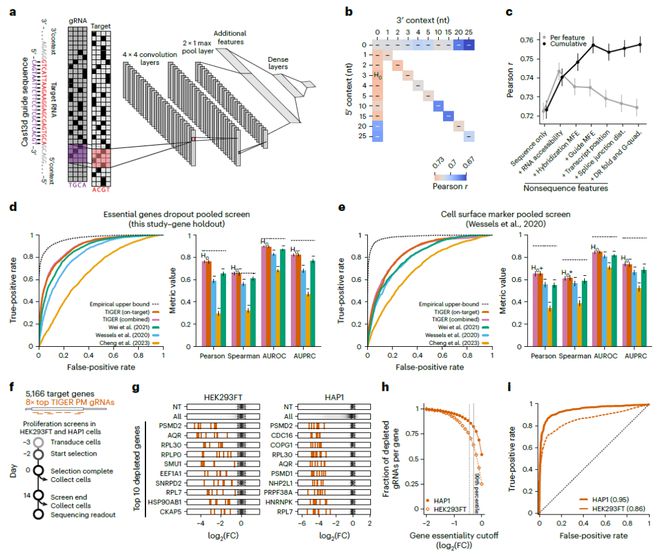 Nature子刊：用AI預測CRISPR基因編輯活性實現(xiàn)對基因表達水平的精準調(diào)控(圖2)
