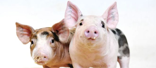 美國(guó)批準(zhǔn)CRISPR基因編輯豬用于食品未來(lái)或?qū)轲B(yǎng)豬業(yè)帶來(lái)變革(圖1)