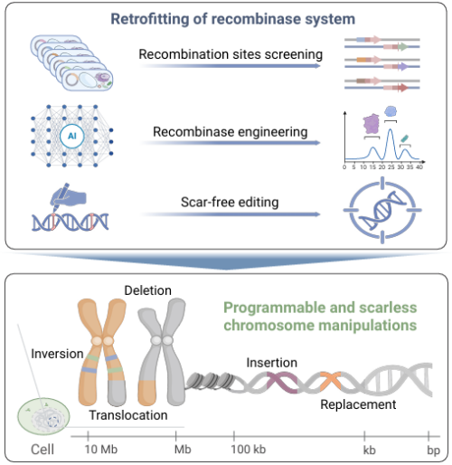 【新華社】基因組編輯新利器：PCE技術(shù)實(shí)現(xiàn)染色體“精準(zhǔn)編輯”(圖1)