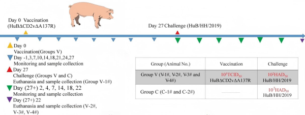 具有高效免疫保護作用的非洲豬瘟減毒毒株成功構建(圖1)